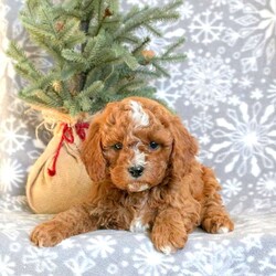 Donner/Cavapoo									Puppy/Male																/6 Weeks