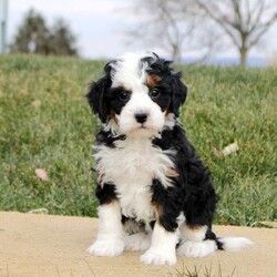 Tessa/Mini Bernedoodle									Puppy/Male																/6 Weeks