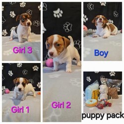 Miniature Jack Russell's for sale/Jack Russell/Mixed Litter/8 weeks,We still have pups available and They are ready to leave from now. 

These beautiful puppies need there names and there forever homes.  

There really quite well behaved pups as they have been raised in a busy household and used to all the things that goes with it like washing machine hover ect.  They love watch TV playing with there many toys.   Each pup will take there 2 favourite toys with them. 
If you can offer a loving home for our baby's please give me a call. 

We are a family that love the jack russell breed. and I'm always at the end of a phone when we sell a pup we're always here to help if needed. 

Our bloodline is strong and the pups are clever, healthy, strong and beautiful.

There parents are Superb they both listen to every word I say.  We have many animals and I trust them 100%. 
 
Our beautiful girl Cali had 6 lovely pups. We have 3 girls and a boy available. They carry some rare colours, two of the girls have red noses. They carry chocolate, black, tan and lilac. They are ready to join your family. If you have any questions please give me a call. Theses puppies have had the best start in life with full time care given, mum and babys having had the best of foods. Girls are 1000 and the boy is 900.
Chip
(dad)
Stands at 11 inches tall and leg height is 5.5 inches. He's a handsome chocolate and tan

Cali (mum)
Stands at only 9 inches tall , with a leg height of 5 inches

Both parents have fantastic temperaments.
They are obedient loving and loyal.

2 of the puppies are staying in our family. I wish we could keep them all.
The puppies are ready to join your family on the 3rd of December

This is her first litter. And we are really happy with the pups.