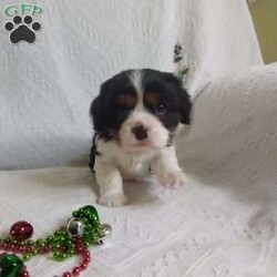 BIITZEN/Cavalier King Charles Spaniel									Puppy/Male																/6 Weeks,LOOK At ME! ARE YOU LOOKING For the PERFECT Christmas gift? A healthy happy friendly fluffy puppy.Retired farmers who spend lots of time with our fluffy friends.come meet me or I can be transported to your front door for a small additional fee. Text or call for more info.