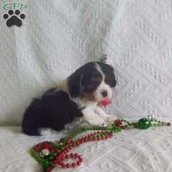 BIITZEN/Cavalier King Charles Spaniel									Puppy/Male																/6 Weeks,LOOK At ME! ARE YOU LOOKING For the PERFECT Christmas gift? A healthy happy friendly fluffy puppy.Retired farmers who spend lots of time with our fluffy friends.come meet me or I can be transported to your front door for a small additional fee. Text or call for more info.