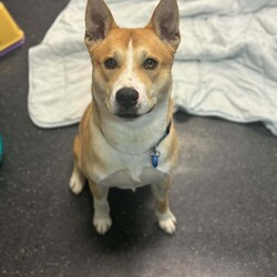 Bingo/American Staffordshire Terrier / Siberian Husky/Male/1 Year 7 Months,Hi there! My name is Bingo, and I’m a lovable Husky x Staffy mix with a heart full of adventure and a lot of love to give. I’m looking for a special person (or people) who can help me settle into my forever home. I’d love a family who’s home more often than not, as I’m still working on my alone-time skills and need someone patient who can help me build on that. I do much better when I have company, so I’d thrive in a home where I’m not left alone for too long. A secure fence is a must for me – I’m a curious guy, and I need to be kept safe in my yard so I don’t wander off on my adventures. I also really appreciate having indoor/outdoor access so I can choose where I want to hang out, whether it’s inside for a nap or outside soaking up the sunshine. I like other dogs! I do tend to get frustrated when meeting other dogs for the first time and will need help along the way with socialising. So if you already have a four-legged friend at home, please arrange to bring them so we can meet and make sure we can be friends. Also, no pocket pets or cats for me, please. I’m just too interested in chasing them, and I’d rather not cause any stress in the household. When it comes to kids, I think older children (12 and up) would be the best fit for me. I love a good play session, but I can get a little too excited and might accidentally knock over younger ones in the process. I do better with people who understand my need for space and know how to give me a little room when I’m feeling overwhelmed. If you’re looking for a fun, loyal companion who’s ready to share some good times with you, I’d love to meet you! Let’s see if we’re a good match! 
