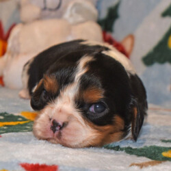 Adopt a dog:Ernie/Cavalier King Charles Spaniel/Male/4 weeks,Hi there! A picture is worth a thousand words and I'm sure that's why you clicked on me! I'm a beautiful puppy with a great disposition. I have wonderful parents that have started teaching me how to be a great companion. I hope to come home to you soon, so I can show you what I've learned. I will come home to you up to date on my vaccinations and vet checked. I'm waiting for you to pick me. You will not regret it!