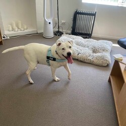 Snow/Staffordshire Bull Terrier/Female/5 Years 4 Months,Hi there, I'm Snow – Don't let my name fool you because I am sure to warm your heart!  