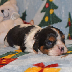 Adopt a dog:Ernie/Cavalier King Charles Spaniel/Male/4 weeks,Hi there! A picture is worth a thousand words and I'm sure that's why you clicked on me! I'm a beautiful puppy with a great disposition. I have wonderful parents that have started teaching me how to be a great companion. I hope to come home to you soon, so I can show you what I've learned. I will come home to you up to date on my vaccinations and vet checked. I'm waiting for you to pick me. You will not regret it!