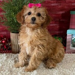 Adopt a dog:Nicole/Cavapoo/Female/13 weeks,Hi! I'm Nicole. I'm currently searching for a good, loving home. I hope to find a family that loves to play and loves to receive puppy kisses! I'm good at giving out plenty. Whether we are playing or cuddling together, I promise to be your most loving companion. I will arrive at my new home up to date on vaccinations and pre-spoiled. I can't wait to meet you. I have so much fun planned for us! See you soon!