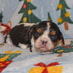 Ernie/Cavalier King Charles Spaniel/Male/4 weeks