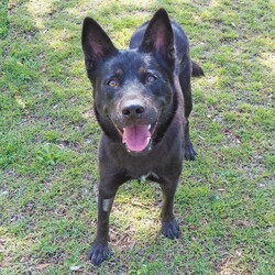 Freya/Siberian Husky / Australian Kelpie/Female/2 Years,Hello there, I'm Freya, a young spritely Siberian Husky cross ! I'm a sweet gal, full of energy, and I'm looking for a loving forever home. I need someone around most of the time because I love company and I'm still learning about life. Can you be my teacher? I promise I'm a quick study! I can be selective about my canine companions so you will need to bring any existing dogs along to meet me. I have previously lived in a home with older children who I LOVED to play with, so if you have older kids in the home that's perfect for me! I require a home with secure outdoor access like an enclosed backyard. I'm a Husky, and we love to play and explore, so a nice yard will be my personal paradise! I can assure you, once you meet me, you'll fall in love with my charm and playful spirit. I'm ready to be your loyal companion and bring joy to your life. Are you ready to embark on this exciting journey with me? I may look like a wolf, but I promise you I'm a sweet natured soul just looking for some fun in life! XX Freya 