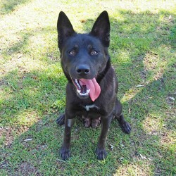 Freya/Siberian Husky / Australian Kelpie/Female/2 Years,Hello there, I'm Freya, a young spritely Siberian Husky cross ! I'm a sweet gal, full of energy, and I'm looking for a loving forever home. I need someone around most of the time because I love company and I'm still learning about life. Can you be my teacher? I promise I'm a quick study! I can be selective about my canine companions so you will need to bring any existing dogs along to meet me. I have previously lived in a home with older children who I LOVED to play with, so if you have older kids in the home that's perfect for me! I require a home with secure outdoor access like an enclosed backyard. I'm a Husky, and we love to play and explore, so a nice yard will be my personal paradise! I can assure you, once you meet me, you'll fall in love with my charm and playful spirit. I'm ready to be your loyal companion and bring joy to your life. Are you ready to embark on this exciting journey with me? I may look like a wolf, but I promise you I'm a sweet natured soul just looking for some fun in life! XX Freya 