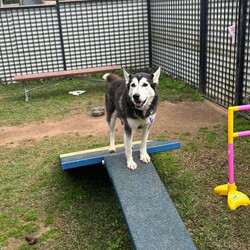 Shasta/Siberian Husky/Female/4 Years 1 Month,Hi there! I’m Shasta, a spirited Husky with a heart full of love and a passion. At first glance, you’ll notice my beautiful brown eyes that seem to sparkle with excitement. I’m looking for a forever home where I can be the best lady I can be. Being the unique breed that is a husky it will be best I have a family that has breed knowledge and is ready for the responsibility of the best breed around town! First and foremost, I'm a people dog. Your company and companionship is what I enjoy most! I can be a little shy at first so it will be best that if there are children in the home that are a bit older and understand giving me the space I need to get comfy. Being a people dog, I will also need a family that is ready for me to be apart of their lifestyle and is home more often than not. I've also made some doggie friends during my stay at the RSPCA. I would enjoy walks with nice doggies and perhaps making some doggy friends too for playdates. However, I'd like to be your only dog at home as I enjoy my personal space and having my belongings to myself! If you think we’d be a great match, I can’t wait to meet you! I am currently living my best live at one of RSPCAs training centres so please fill out an expression of interest by clicking  Recommendations: