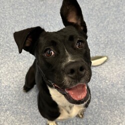 Boots/American Staffordshire Terrier/Female/2 Years 11 Months,Hi I’m Boots, and I’m soooo excited to meet my new family!  I am currently living with my awesome 