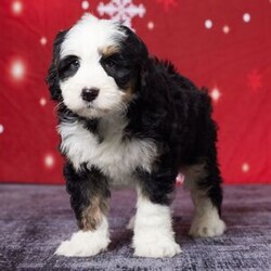 Adopt a dog:Barrel/Bernedoodle/Male/7 weeks,Meet Barrel, the sweetest Bernedoodle you’ll ever find! Barrel is full of love and ready to bring joy to his forever family. Raised with care right in our home, he’s been showered with attention and is great with kids. Barrel comes vet-checked, microchipped, and is up to date on his vaccinations so he’s healthy and ready to go. His warm, cuddly nature makes him the perfect companion for any family. If you’re looking for a loyal, playful, and adorable new family member, Barrel is the one. Don’t wait—he’s ready to meet you today!