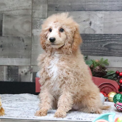 Adopt a dog:Brooke/Poodle/Female/17 weeks,Are you looking for the best puppy ever? Well, you found me! I am the best! How do I know? Well, just look at me. Aren't I adorable? Also, I come up to date on my vaccinations and vet checked from head to tail, so not only am I cute, but healthy too! I promise to be on my best behavior when I'm with my new family. I'm just a bundle of joy to have around. So, hurry and pick me to show off what an excellent puppy you have!