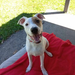 Bowie/Staffordshire Bull Terrier/Male/9 Months,Meet Bowie, a sweet and adventurous 8-month-old Staffy puppy with a heart full of love to give! He was found as a stray in the bushland, searching for food and shelter, but now he's ready to find his forever home. Bowie is an energetic and curious boy who loves exploring the outdoors and discovering new places. His playful spirit shines through as he eagerly searches for treats, always excited to use his nose to sniff out hidden surprises! Bowie is still in his learning phase, so he's eager to please and ready to soak up new experiences. With a little training and lots of love, he'll continue to grow into a wonderful companion. Whether it's playing fetch, exploring new trails, or just cuddling up for some quiet time, Bowie is sure to bring joy and excitement into your home. Bowie is looking for an active, loving family who will provide him with the time and care he needs to thrive. He would be happiest in a home where he can get plenty of outdoor exercise, mental stimulation, and love. His perfect family would be patient and understanding as he continues to learn the ropes of family life and would appreciate his playful, explorative nature. If you are interested in giving this wonderful pet a home, please CLICK HERE to visit our website and complete an expression of interest. or 