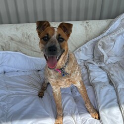 Bindi/Australian Stumpy Tail Cattle Dog/Female/9 Months,Hellooo! My name is Bindi, and I’m a young puppy. I’m an Australian Cattle Dog, and I’m really sweet, and also a bundle of energy.  I'm a lot of fun, but the truth is some of my bounciness is because I'm still learning how to be brave and calm. Sometimes I jump around when I feel a bit overwhelmed and don't know what to do with myself. I might be a little nervous sometimes, but I just want to be happy and loved! Here’s what I need: I'm having some training at our behaviour centre so you'll need to put an expression of interest here to book a meet and greet with me before coming to see me!  If you are interested in giving this wonderful pet a home, please CLICK HERE to visit our website and complete an expression of interest. All my love, Bindi xx 