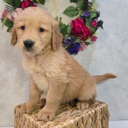 Adopt a dog:Tango/Golden Retriever/Male/7 weeks,Hi, my name is Tango. I am so excited I love to be around people, and you will enjoy being with me! I’m looking forward to meeting my new forever family. Could that be with you? I sure hope so. I am a gorgeous puppy with a personality to match. I am also up to date on my vaccinations and vet checked from head to tail, so when you see me, I will be as healthy as can be. What are you waiting for? I know I will be the best friend you have dreamed of.