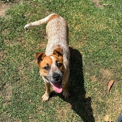 Bindi/Australian Stumpy Tail Cattle Dog/Female/9 Months,Hellooo! My name is Bindi, and I’m a young puppy. I’m an Australian Cattle Dog, and I’m really sweet, and also a bundle of energy.  I'm a lot of fun, but the truth is some of my bounciness is because I'm still learning how to be brave and calm. Sometimes I jump around when I feel a bit overwhelmed and don't know what to do with myself. I might be a little nervous sometimes, but I just want to be happy and loved! Here’s what I need: I'm having some training at our behaviour centre so you'll need to put an expression of interest here to book a meet and greet with me before coming to see me!  If you are interested in giving this wonderful pet a home, please CLICK HERE to visit our website and complete an expression of interest. All my love, Bindi xx 