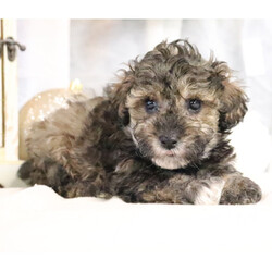 Adopt a dog:Wren/Poodle/Female/7 weeks,Why roll the dice to see what you get when I'm the cutest puppy for your family to get? Throw me a ball or show me your lap, it won't take you long to figure out where I'm at! I may be young now, cute and cuddly at best, but wait until I get bigger and its lots of adventures with no rest! Take me home now and you will not regret it. The bond that we'll build, of love and affection, will make a lifelong partnership and an unforgettable connection!