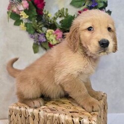 Adopt a dog:Tango/Golden Retriever/Male/7 weeks,Hi, my name is Tango. I am so excited I love to be around people, and you will enjoy being with me! I’m looking forward to meeting my new forever family. Could that be with you? I sure hope so. I am a gorgeous puppy with a personality to match. I am also up to date on my vaccinations and vet checked from head to tail, so when you see me, I will be as healthy as can be. What are you waiting for? I know I will be the best friend you have dreamed of.