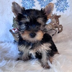 Adopt a dog:Andy/Yorkshire Terrier/Male/10 weeks,Hi there! A picture is worth a thousand words and I'm sure that's why you clicked on me! I'm a beautiful puppy with a great disposition. I have wonderful parents that have started teaching me how to be a great companion. I hope to come home to you soon, so I can show you what I've learned. I will come home to you up to date on my vaccinations and vet checked. I'm waiting for you to pick me. You will not regret it!