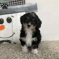 Sara/Mini Aussiedoodle									Puppy/Female														/10 Weeks,Meet Sara! I am a sweet Black (Tri) Aussiedoodle puppy that loves to be snuggled, I am up to date on all shots and wormers, plus come with a 1 year genetic health guarantee, if interested in adopting me to your home, call or text the breeder.