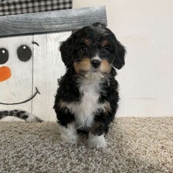 Sara/Mini Aussiedoodle									Puppy/Female														/10 Weeks,Meet Sara! I am a sweet Black (Tri) Aussiedoodle puppy that loves to be snuggled, I am up to date on all shots and wormers, plus come with a 1 year genetic health guarantee, if interested in adopting me to your home, call or text the breeder.