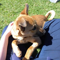 Wyatt/Australian Kelpie/Male/8 Months,Meet Wyatt, an energetic and affectionate 8-month-old male Kelpie who's ready to find his forever home! Wyatt is a social pup who thrives on human companionship and is always ready for a cuddle, an adventure or a good play session.  Personality & Traits: Ideal Home: Wyatt would do best in a home where he can get plenty of attention, playtime, and sunbathing opportunities. His friendly nature makes him a great fit for families, singles, or active individuals who can provide him with both love and exercise. Wyatt can sometimes find unexpected noises and movement overwhelming, so a home with older children and no other animals would be ideal! As an active Kelpie, Wyatt has lots of energy and will need daily exercise to stay happy and healthy, along with daily decompression opportunities, including chews, and plenty of rest. Wyatt is still a young pup, who has spent most of his life in shelter, so a family that is happy to take things nice and slow and continue building his confidence in the world and is exactly what Wyatt needs! If you think Wyatt could be the perfect addition to your family, please fill out an application online at   call 0477 064 192 and the team at BARC will be in touch to arrange a meet and greet. Love, Wyatt x Requirements: