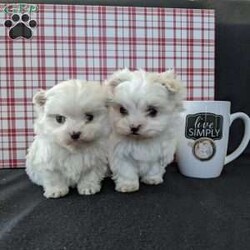 Tiny Snowball/Maltese									Puppy/Male																/9 Weeks,Meet Snowball a tiny  fluffy Maltese! Just in time for Christmas Snowball is a  playful little pup and well socialized! He is micro chipped up to date on he’s shots and dewormer and will be vet checked before going to he’s new home! Call Katie today to find out more about this sweetheart! 