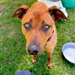 Remi/Rhodesian Ridgeback / Staffordshire Bull Terrier/Female/3 Years 1 Month,Hey there, I’m Remi! I’m a 2-year-old Ridgeback mix, and while I might seem a little shy at first, once I trust you, I’m all about the snuggles and good vibes. I’ve got some pretty eyes, if I do say so myself, and a gentle soul that just wants to find the right person to share it with. I’m looking for a calm, quiet home with no other pets—just me and you, please. I’m not a fan of chaos or competition for attention. No kids under 12 either; they can be a bit much for me. I like my space, but once I’m comfortable, I’ll be loyal to you like nobody else. What do I need from you? Patience, understanding, and a cozy couch to curl up on (and maybe a treat or two). And a secure backyard is a must! I like to run around when I’m feeling good, but I’m not trying to be the Houdini of the dog world. A nice, fenced-in yard will do just fine. My soul is a precious one, and I’m looking for a forever human who will cherish me for who I am: a little bit nervous, a little bit sassy, and all-around lovable. If you're looking for a loyal, sweet companion who’ll make your heart melt, then I just might be the girl for you. If you are interested in giving this wonderful pet a home, please CLICK HERE to visit our website and complete an expression of interest. 
