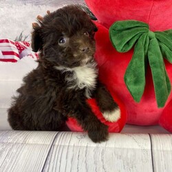 Finn/Mini Aussiedoodle									Puppy/Male																/9 Weeks,Adorable Mini Aussie Doodle Puppies for Sale! Our beautiful litter of Mini Aussie Doodles is here! These sweet puppies are the perfect blend of a 15-pound Mini Australian Shepherd mom and an 11-pound chocolate Mini Poodle dad, giving them a combination of intelligence, loyalty, and a friendly, playful nature.