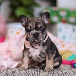 Chelsie/French Bulldog									Puppy/Female														/6 Weeks,Meet Chelsie, the adorable AKC French Bulldog who’s impossible to resist! With her irresistibly chubby, wrinkled face and a playful, mischievous personality, Chelsie is a bundle of joy ready to bring endless smiles and love into your life. Energetic, curious, and full of charm, she’s always eager to fill your days with laughter, affection, and unforgettable memories.
