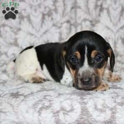 Dean/Jack Russell Mix									Puppy/Male																/8 Weeks,Take a look at this colorful Jack Russell Mix puppy who is playful and frisky! This spunky pup will brighten your holiday season with puppy kisses, tail wiggles, and cheer! The mother PeeWee is a Jack Russell and her puppies look very similar to her! Each puppy is vet checked and up to date on shots and dewormer. We are seeking loving homes for each puppy! Please call to learn more about these little cutie pies! 