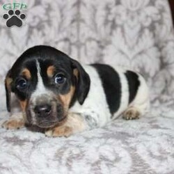 Dean/Jack Russell Mix									Puppy/Male																/8 Weeks,Take a look at this colorful Jack Russell Mix puppy who is playful and frisky! This spunky pup will brighten your holiday season with puppy kisses, tail wiggles, and cheer! The mother PeeWee is a Jack Russell and her puppies look very similar to her! Each puppy is vet checked and up to date on shots and dewormer. We are seeking loving homes for each puppy! Please call to learn more about these little cutie pies! 