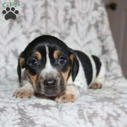 Dean/Jack Russell Mix									Puppy/Male																/8 Weeks,Take a look at this colorful Jack Russell Mix puppy who is playful and frisky! This spunky pup will brighten your holiday season with puppy kisses, tail wiggles, and cheer! The mother PeeWee is a Jack Russell and her puppies look very similar to her! Each puppy is vet checked and up to date on shots and dewormer. We are seeking loving homes for each puppy! Please call to learn more about these little cutie pies! 