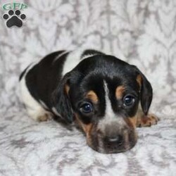 Dean/Jack Russell Mix									Puppy/Male																/8 Weeks,Take a look at this colorful Jack Russell Mix puppy who is playful and frisky! This spunky pup will brighten your holiday season with puppy kisses, tail wiggles, and cheer! The mother PeeWee is a Jack Russell and her puppies look very similar to her! Each puppy is vet checked and up to date on shots and dewormer. We are seeking loving homes for each puppy! Please call to learn more about these little cutie pies! 