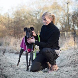 Arthur/Greyhound/Male/2 - 5 years,Meet Arthur, he's a sweet and sensitive Greyhound with a heart of gold. He's been with us for a little while now and has really blossomed in confidence and often greets his carers and volunteers with the happiest and waggiest tail! Arthur arrived with us with very little history and has likely never lived in a home before, so he'd loved to find adopters than can help him settle in and learn new things like housetraining and learning how to be left. He really enjoys the company of other dogs and would likely benefit from living with one in his forever home, however this isn't essential. He would like opportunities for socialisation if living alone. Arthur has a history of racing, so for this reason he does wear his muzzle out and about on his walkies and he looks super handsome in it! Arthur could live with children 6+ who can understand his shy nature, but it wont be long until he's leaning into you for fuss and snuggles!