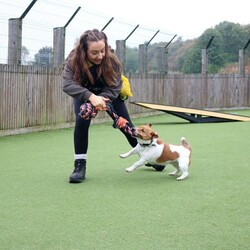 Alfie/Terrier (Jack Russell)/Male/2 - 5 years,Alfie is a dapper little 2 year old Jack Russell with lots of energy who would be a great sidekick for outdoor adventures! Alfie needs to have direct access to a secure garden where he can work on his training, with minimum 5ft fencing. A hands-off and patient home is needed for Alfie as he can get overwhelmed easily, and takes his time getting to know you. A quiet home would be best with no children under the age of 16 or other pets, to ensure that he has the right setup for him to thrive in his new home. He can be unsure in unfamiliar situations including around other dogs and at the vets. Alfie has made a lot of progress with the training team whilst in our care and would like to continue this in his new home.