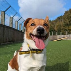 Alfie/Terrier (Jack Russell)/Male/2 - 5 years,Alfie is a dapper little 2 year old Jack Russell with lots of energy who would be a great sidekick for outdoor adventures! Alfie needs to have direct access to a secure garden where he can work on his training, with minimum 5ft fencing. A hands-off and patient home is needed for Alfie as he can get overwhelmed easily, and takes his time getting to know you. A quiet home would be best with no children under the age of 16 or other pets, to ensure that he has the right setup for him to thrive in his new home. He can be unsure in unfamiliar situations including around other dogs and at the vets. Alfie has made a lot of progress with the training team whilst in our care and would like to continue this in his new home.