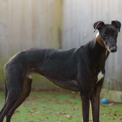 Arthur/Greyhound/Male/2 - 5 years,Meet Arthur, he's a sweet and sensitive Greyhound with a heart of gold. He's been with us for a little while now and has really blossomed in confidence and often greets his carers and volunteers with the happiest and waggiest tail! Arthur arrived with us with very little history and has likely never lived in a home before, so he'd loved to find adopters than can help him settle in and learn new things like housetraining and learning how to be left. He really enjoys the company of other dogs and would likely benefit from living with one in his forever home, however this isn't essential. He would like opportunities for socialisation if living alone. Arthur has a history of racing, so for this reason he does wear his muzzle out and about on his walkies and he looks super handsome in it! Arthur could live with children 6+ who can understand his shy nature, but it wont be long until he's leaning into you for fuss and snuggles!