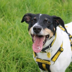 Jasper/Terrier (Jack Russell)/Male/5 - 7 years,Sweet boy Jasper is a very intelligent boy who loves his toys and learning new tricks! He is looking for a home with an experienced family who have had rescue dogs or similar breeds before. Jasper requires his own direct access, secure garden with a 5ft fence as he will need to be kept on lead whilst he is in public, and wearing a muzzle when he is in stressful situations, such as really busy places. Jasper is happy to walk with dog friends but would prefer to be the only pet in the home as he is quite indifferent with other dogs. Jasper is looking for a family who will always be at home with him, especially whilst he is settling in. We think he'd be able to be left for 2-3 hours once he has settled in, as long as this is built up gradually. He can also live with children aged 16 years and over.