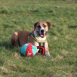 Timmy/Bulldog Cross/Male/5 - 7 years,Timmy is a sensitive boy who has a lot of love to give. He is a 7 year old Greyhound x Bulldog who has a big heart! Timmy is a playful guy who loves goofing around and playing with toys - his favourite game is tug of war but he is also a fan of just rolling around! He will need to be kept on lead whilst out and about due to his high prey drive. For this reason, he would love to have direct access from the home to a secure garden, with a 6ft fence, to run around freely in. He is also trained to wear a muzzle whilst out on his walks just as an added precaution to keep him safe. Timmy has been previously worried around young children so it is important for any children, including visitors, to be over 16 years old in his new home.