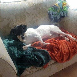 Jasper/Terrier (Jack Russell)/Male/5 - 7 years,Sweet boy Jasper is a very intelligent boy who loves his toys and learning new tricks! He is looking for a home with an experienced family who have had rescue dogs or similar breeds before. Jasper requires his own direct access, secure garden with a 5ft fence as he will need to be kept on lead whilst he is in public, and wearing a muzzle when he is in stressful situations, such as really busy places. Jasper is happy to walk with dog friends but would prefer to be the only pet in the home as he is quite indifferent with other dogs. Jasper is looking for a family who will always be at home with him, especially whilst he is settling in. We think he'd be able to be left for 2-3 hours once he has settled in, as long as this is built up gradually. He can also live with children aged 16 years and over.