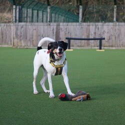 Jasper/Terrier (Jack Russell)/Male/5 - 7 years,Sweet boy Jasper is a very intelligent boy who loves his toys and learning new tricks! He is looking for a home with an experienced family who have had rescue dogs or similar breeds before. Jasper requires his own direct access, secure garden with a 5ft fence as he will need to be kept on lead whilst he is in public, and wearing a muzzle when he is in stressful situations, such as really busy places. Jasper is happy to walk with dog friends but would prefer to be the only pet in the home as he is quite indifferent with other dogs. Jasper is looking for a family who will always be at home with him, especially whilst he is settling in. We think he'd be able to be left for 2-3 hours once he has settled in, as long as this is built up gradually. He can also live with children aged 16 years and over.