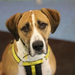 Timmy/Bulldog Cross/Male/5 - 7 years,Timmy is a sensitive boy who has a lot of love to give. He is a 7 year old Greyhound x Bulldog who has a big heart! Timmy is a playful guy who loves goofing around and playing with toys - his favourite game is tug of war but he is also a fan of just rolling around! He will need to be kept on lead whilst out and about due to his high prey drive. For this reason, he would love to have direct access from the home to a secure garden, with a 6ft fence, to run around freely in. He is also trained to wear a muzzle whilst out on his walks just as an added precaution to keep him safe. Timmy has been previously worried around young children so it is important for any children, including visitors, to be over 16 years old in his new home.