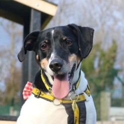 Jasper/Terrier (Jack Russell)/Male/5 - 7 years,Sweet boy Jasper is a very intelligent boy who loves his toys and learning new tricks! He is looking for a home with an experienced family who have had rescue dogs or similar breeds before. Jasper requires his own direct access, secure garden with a 5ft fence as he will need to be kept on lead whilst he is in public, and wearing a muzzle when he is in stressful situations, such as really busy places. Jasper is happy to walk with dog friends but would prefer to be the only pet in the home as he is quite indifferent with other dogs. Jasper is looking for a family who will always be at home with him, especially whilst he is settling in. We think he'd be able to be left for 2-3 hours once he has settled in, as long as this is built up gradually. He can also live with children aged 16 years and over.