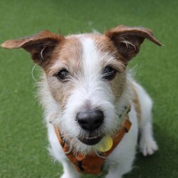 Skipper/Terrier (Jack Russell)/Male/5 - 7 years,Skipper is a happy little dude who loves to say hello to people on his walks and learn new tricks. This chipper 7 year old Jack Russell loves to play with toys and his favourite game is tug of war! Skipper is looking to have his own secure garden, fully enclosed with a 5ft fence that has direct access to the home so he has a safe space to run around daft in. He'd also like to have safe spaces to rest in the home without being disturbed suddenly, as he is more of an independent guy and isn't a couch potato! Skipper is looking for an active family who have experience with terriers or similar breeds. At the moment, Skipper would like to be the only pet in the home but he can socialise out on his walks!