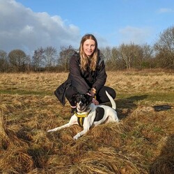 Jasper/Terrier (Jack Russell)/Male/5 - 7 years,Sweet boy Jasper is a very intelligent boy who loves his toys and learning new tricks! He is looking for a home with an experienced family who have had rescue dogs or similar breeds before. Jasper requires his own direct access, secure garden with a 5ft fence as he will need to be kept on lead whilst he is in public, and wearing a muzzle when he is in stressful situations, such as really busy places. Jasper is happy to walk with dog friends but would prefer to be the only pet in the home as he is quite indifferent with other dogs. Jasper is looking for a family who will always be at home with him, especially whilst he is settling in. We think he'd be able to be left for 2-3 hours once he has settled in, as long as this is built up gradually. He can also live with children aged 16 years and over.
