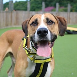 Timmy/Bulldog Cross/Male/5 - 7 years,Timmy is a sensitive boy who has a lot of love to give. He is a 7 year old Greyhound x Bulldog who has a big heart! Timmy is a playful guy who loves goofing around and playing with toys - his favourite game is tug of war but he is also a fan of just rolling around! He will need to be kept on lead whilst out and about due to his high prey drive. For this reason, he would love to have direct access from the home to a secure garden, with a 6ft fence, to run around freely in. He is also trained to wear a muzzle whilst out on his walks just as an added precaution to keep him safe. Timmy has been previously worried around young children so it is important for any children, including visitors, to be over 16 years old in his new home.