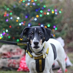 Jasper/Terrier (Jack Russell)/Male/5 - 7 years,Sweet boy Jasper is a very intelligent boy who loves his toys and learning new tricks! He is looking for a home with an experienced family who have had rescue dogs or similar breeds before. Jasper requires his own direct access, secure garden with a 5ft fence as he will need to be kept on lead whilst he is in public, and wearing a muzzle when he is in stressful situations, such as really busy places. Jasper is happy to walk with dog friends but would prefer to be the only pet in the home as he is quite indifferent with other dogs. Jasper is looking for a family who will always be at home with him, especially whilst he is settling in. We think he'd be able to be left for 2-3 hours once he has settled in, as long as this is built up gradually. He can also live with children aged 16 years and over.