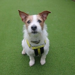 Skipper/Terrier (Jack Russell)/Male/5 - 7 years,Skipper is a happy little dude who loves to say hello to people on his walks and learn new tricks. This chipper 7 year old Jack Russell loves to play with toys and his favourite game is tug of war! Skipper is looking to have his own secure garden, fully enclosed with a 5ft fence that has direct access to the home so he has a safe space to run around daft in. He'd also like to have safe spaces to rest in the home without being disturbed suddenly, as he is more of an independent guy and isn't a couch potato! Skipper is looking for an active family who have experience with terriers or similar breeds. At the moment, Skipper would like to be the only pet in the home but he can socialise out on his walks!
